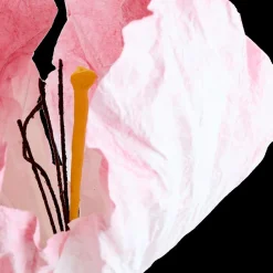 Woondecoratie|Ygo Bloem LOOK Papier Roze