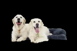 Kussens En Manden|Ygo Hondendeken Sofa BOMMEL M L.Grijs