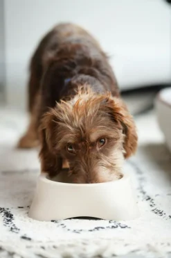 Voederbakken|Ygo Voederbak LASSIE Rnd Plst. Beige M