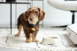 Voederbakken|Ygo Voederbak LASSIE Rnd Plst. Beige S